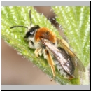 Andrena haemorrhoa - Sandbiene w02.jpg